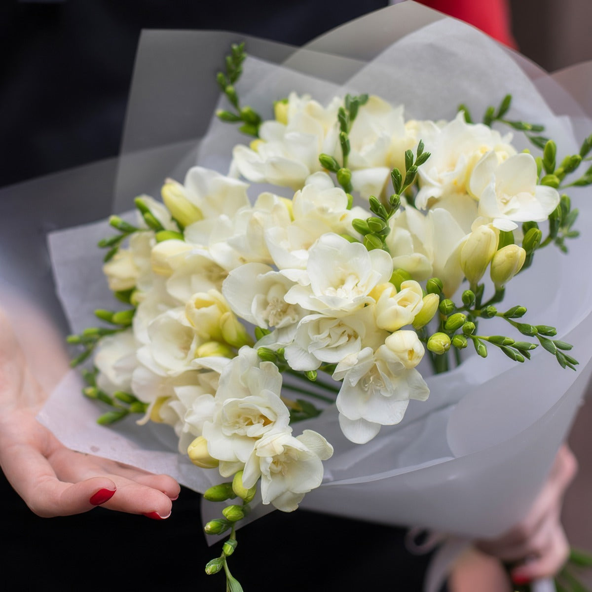 Freesia Double White Rimin 2 Pkfrerim 2026 - Garden Express Australia