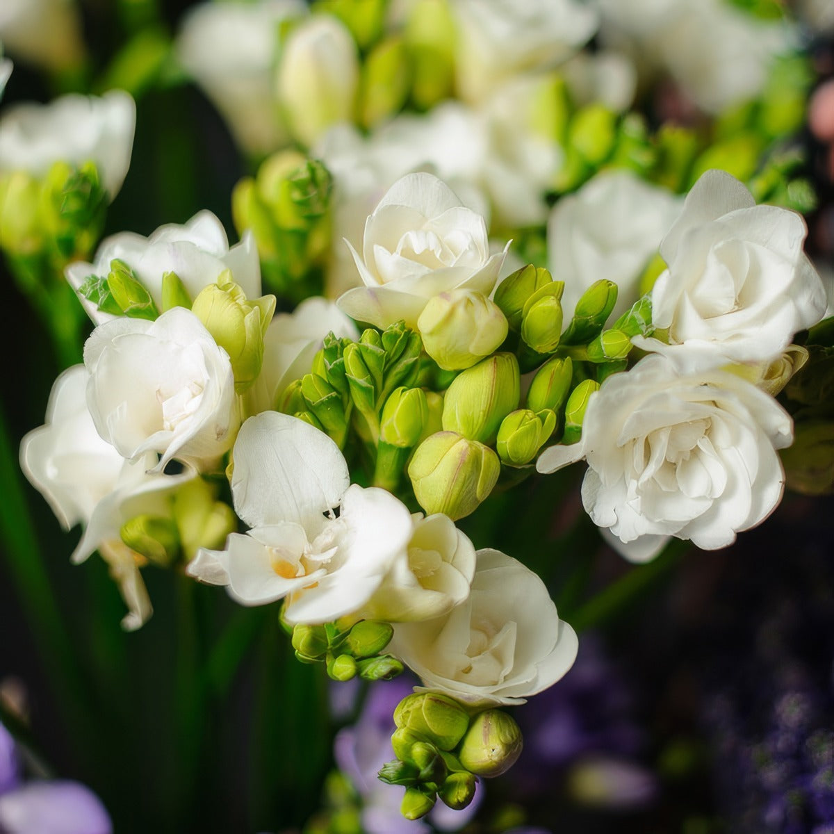 Freesia Rimini Pkfrerim - Garden Express Australia