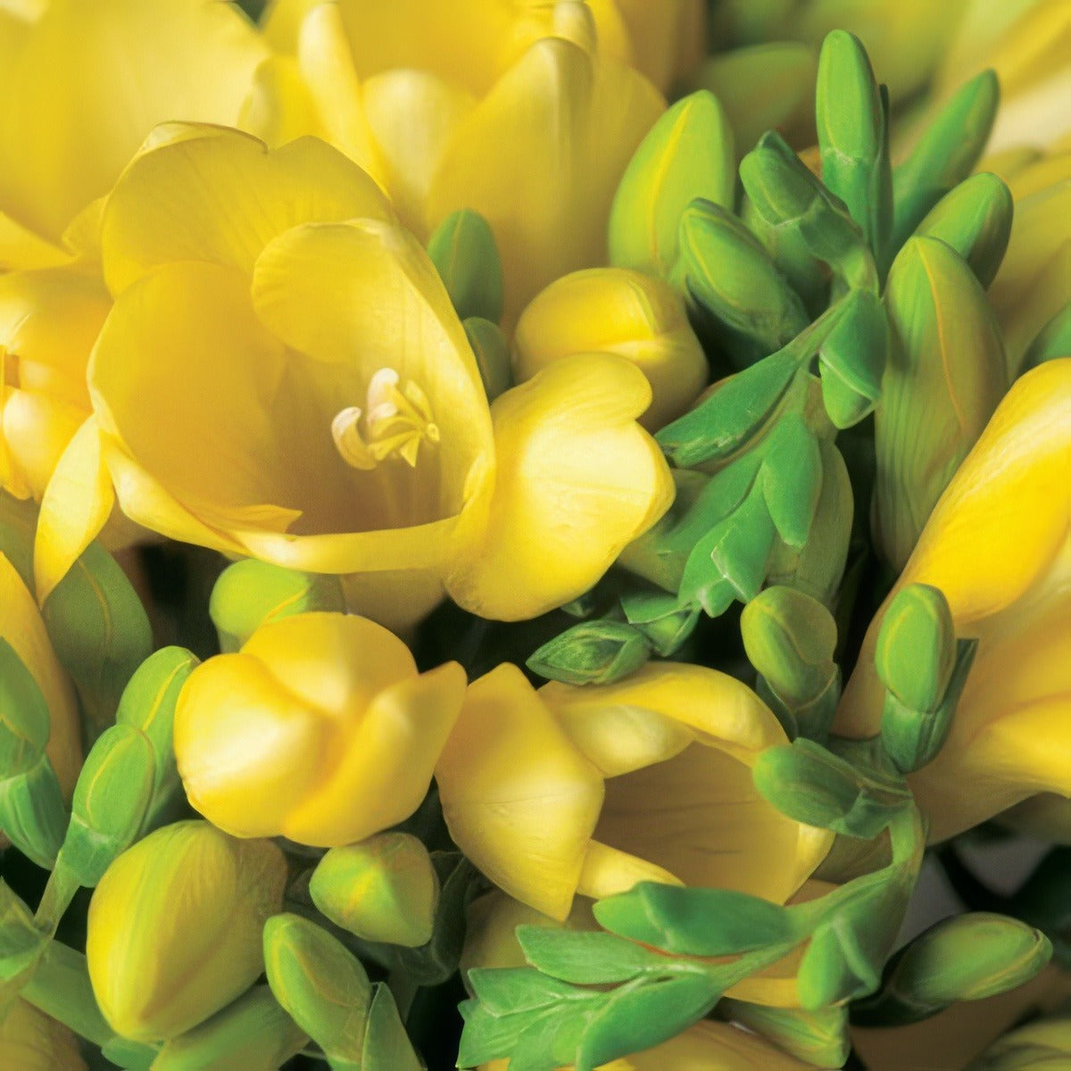 Freesia Santana Pkfresan 2020 - Garden Express Australia