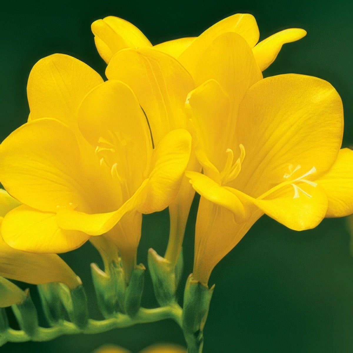 Freesia Santana Pkfresan - Garden Express Australia