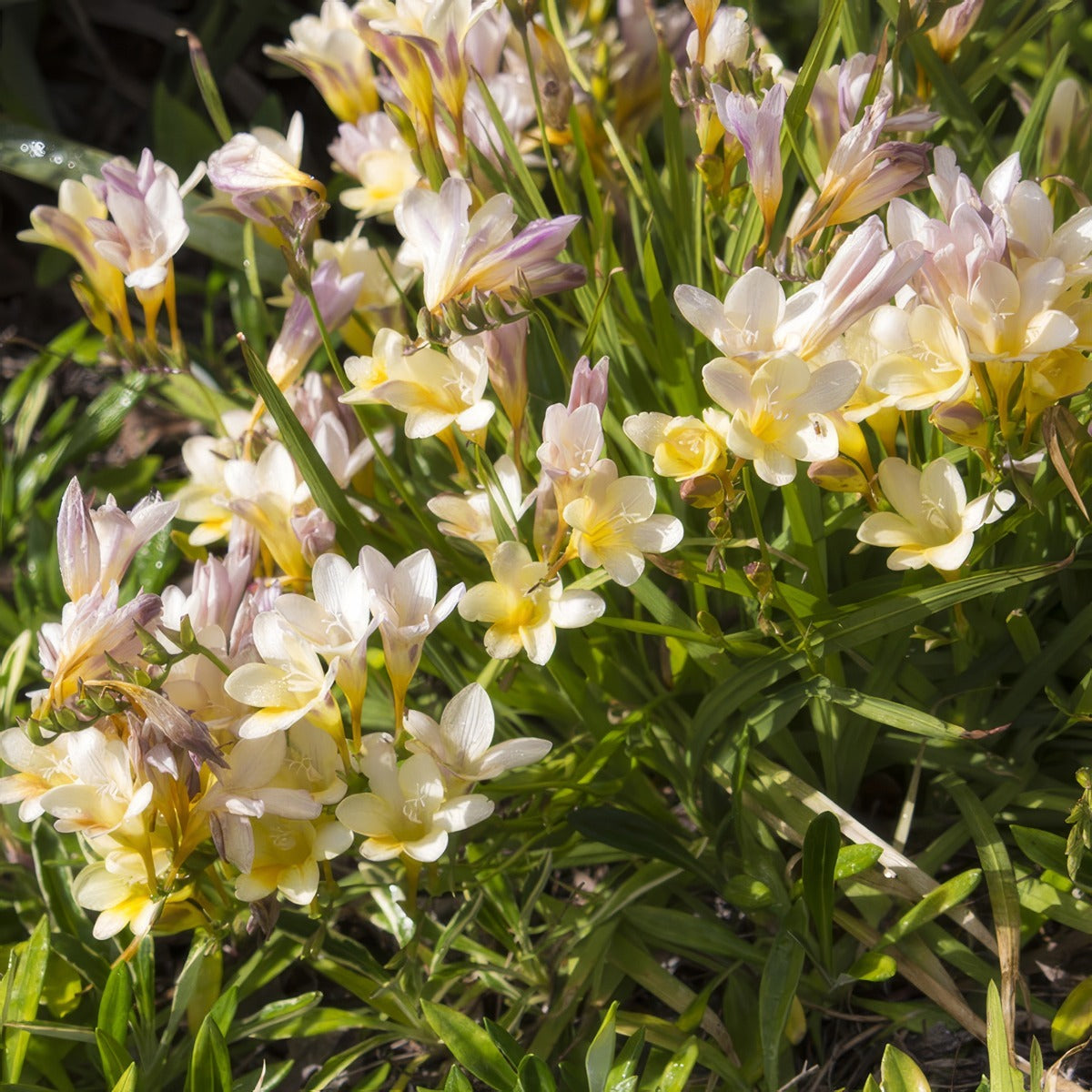 Freesia Refracta Alba Pkfreral 2026 - Garden Express Australia