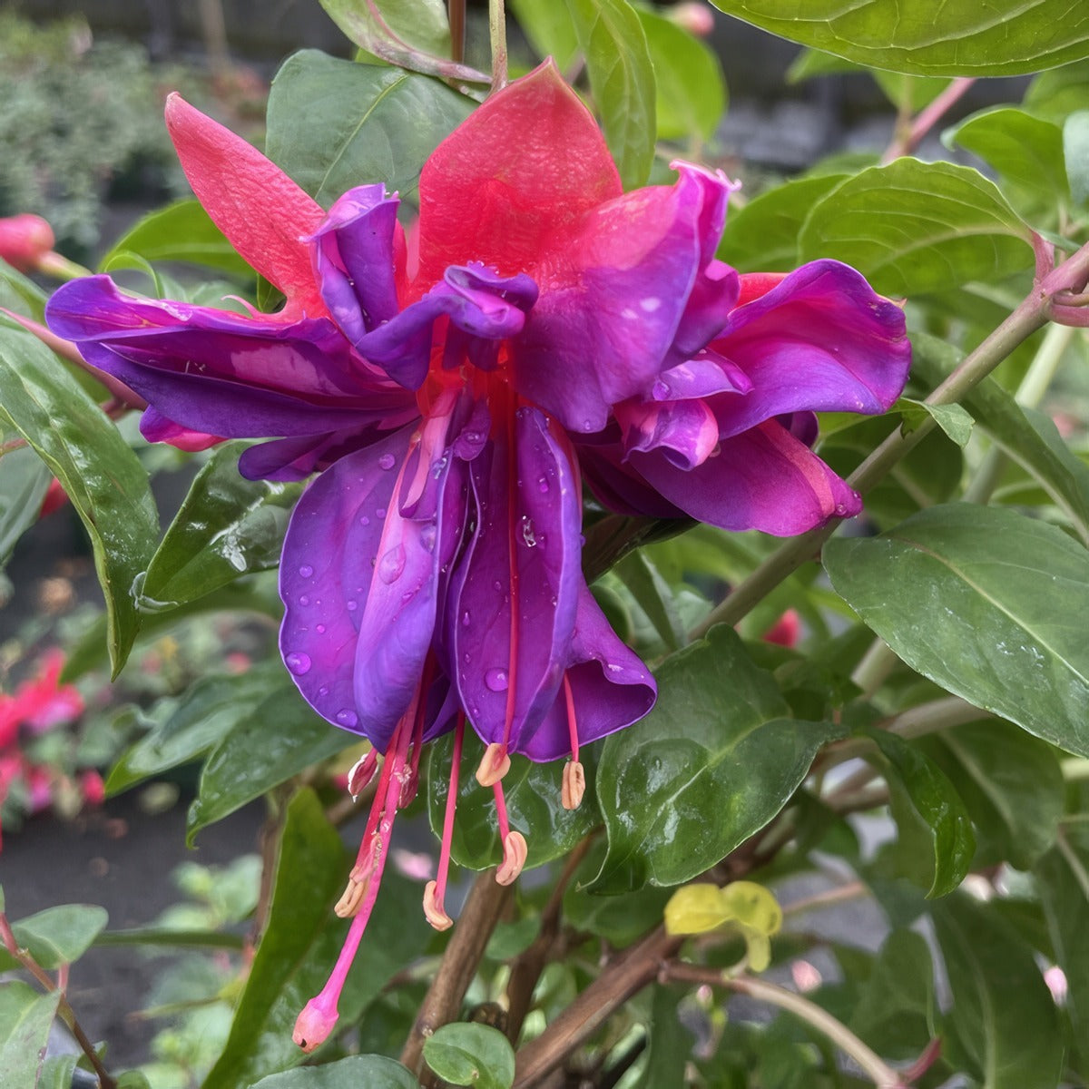 Fuchsia Gigantia P10fucgig - Garden Express Australia