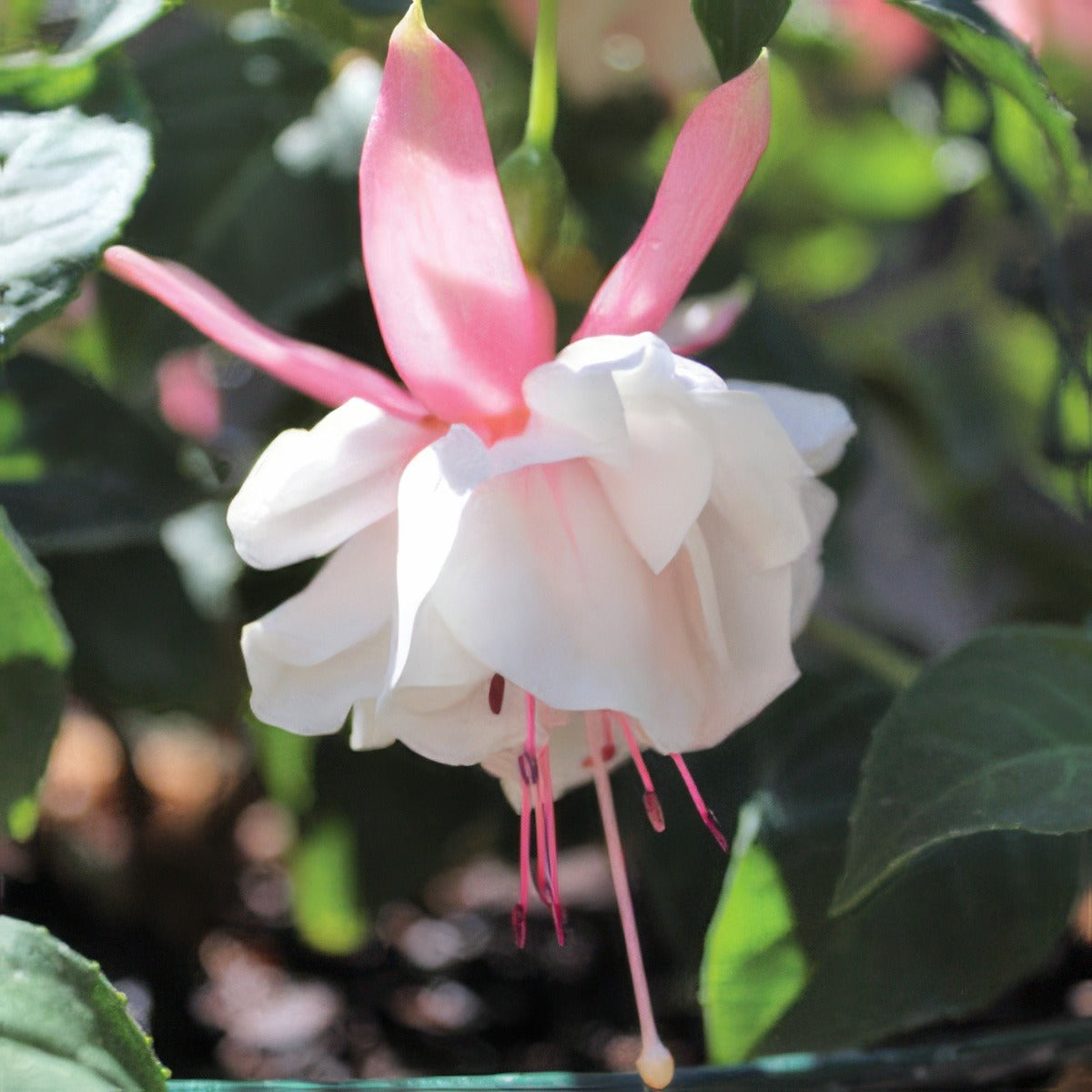 Fuchsia Nancy Lou Pplfucnlo - Garden Express Australia