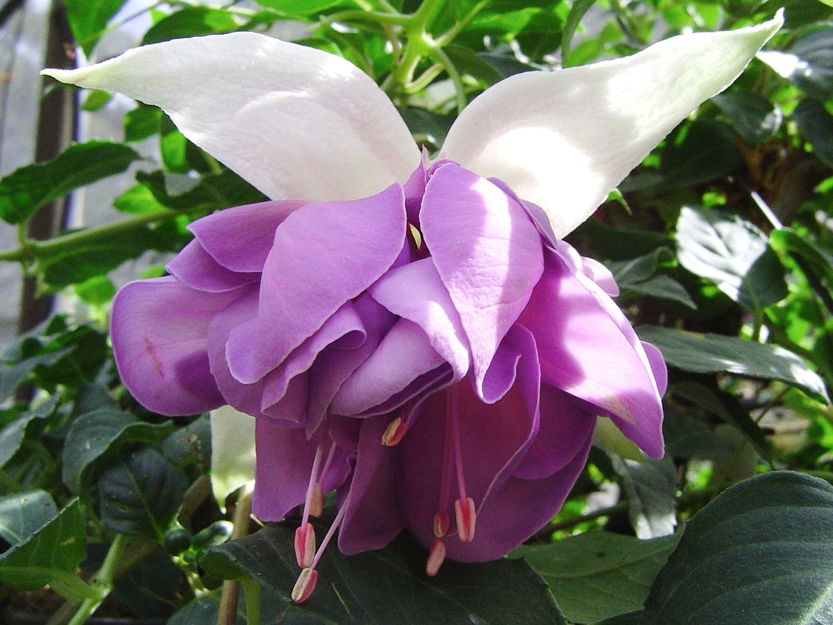 Fuchsia Quasar 2016 Wvg - Garden Express Australia