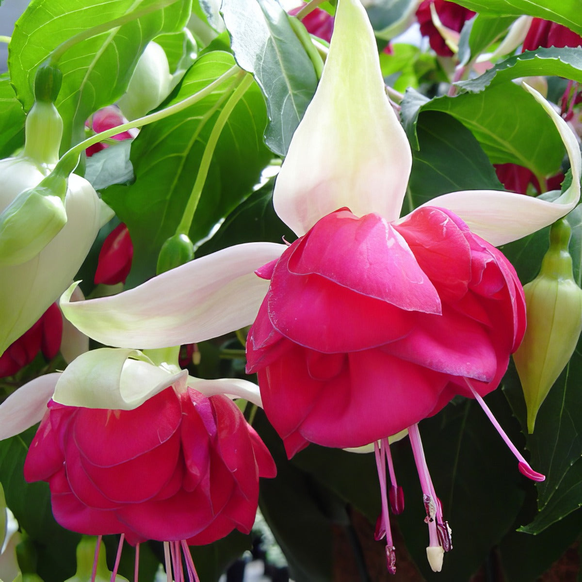 Fuchsia Seventh Heaven Pplfucshe - Garden Express Australia