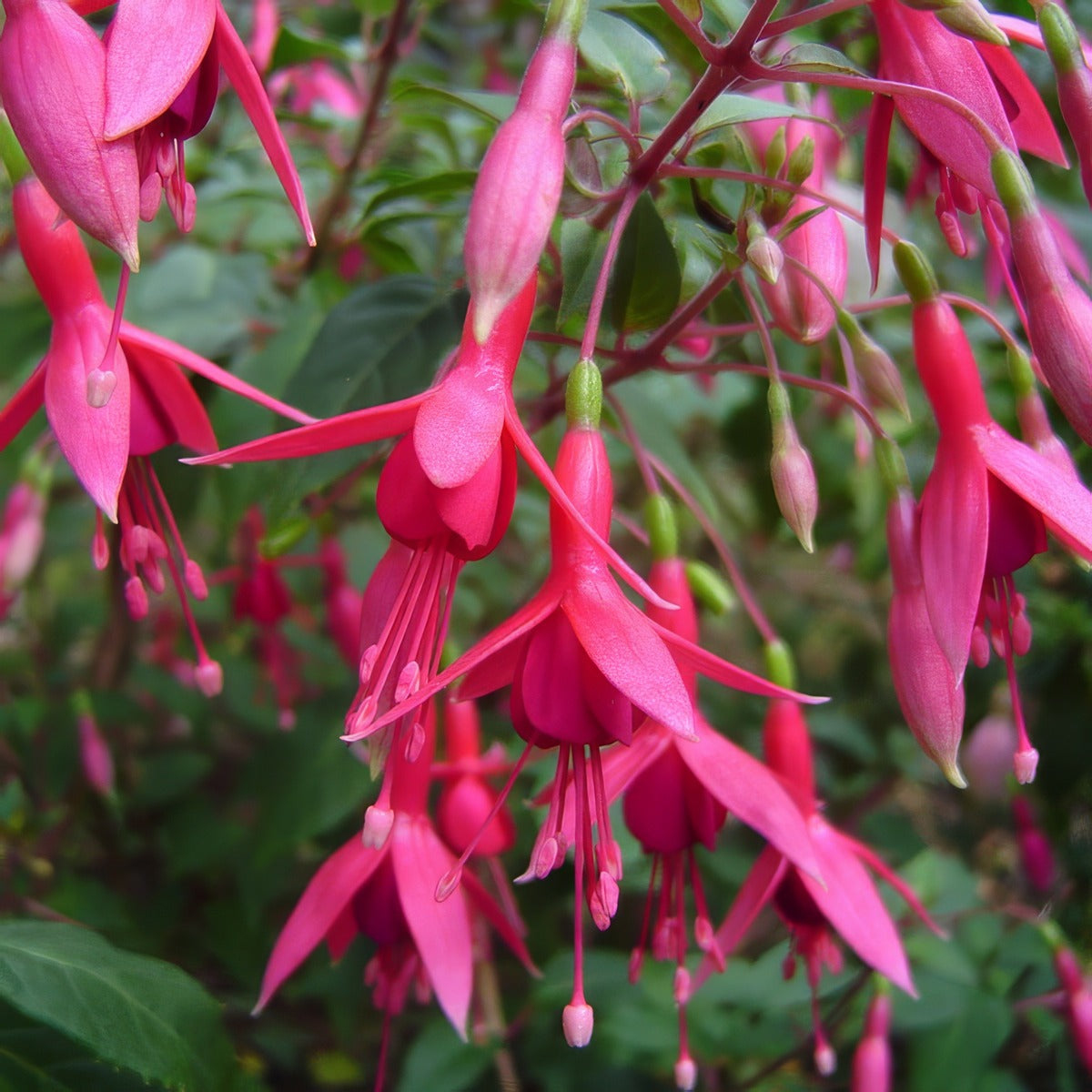 Fuchsia Weald View Willow P10fucwvw - Garden Express Australia