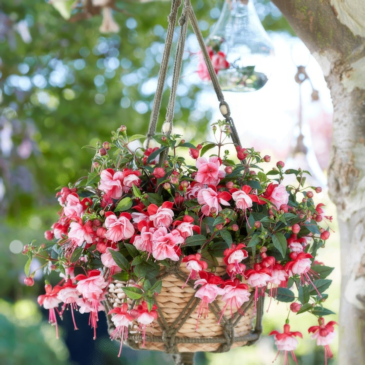 Fuchsia Bella Laura - Garden Express Australia