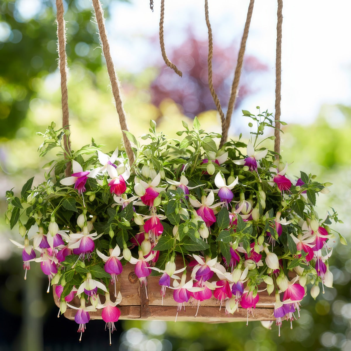 Fuchsia Bella Nora - Garden Express Australia