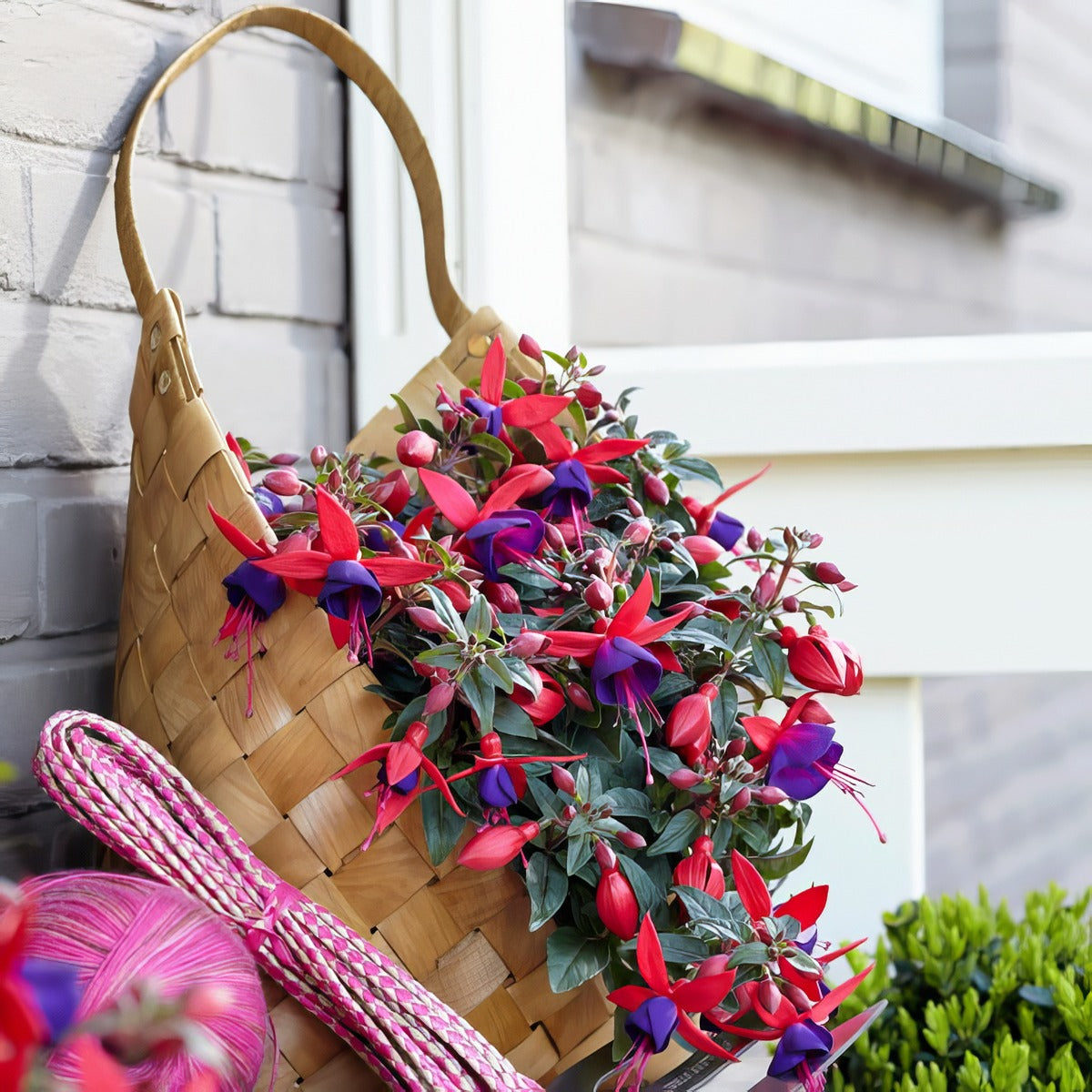 Fuchsia Bella Sacha - Garden Express Australia