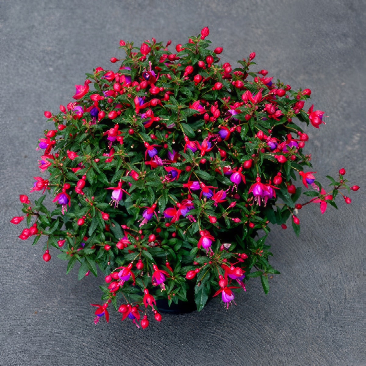 Fuchsia Red And Blue - Garden Express Australia