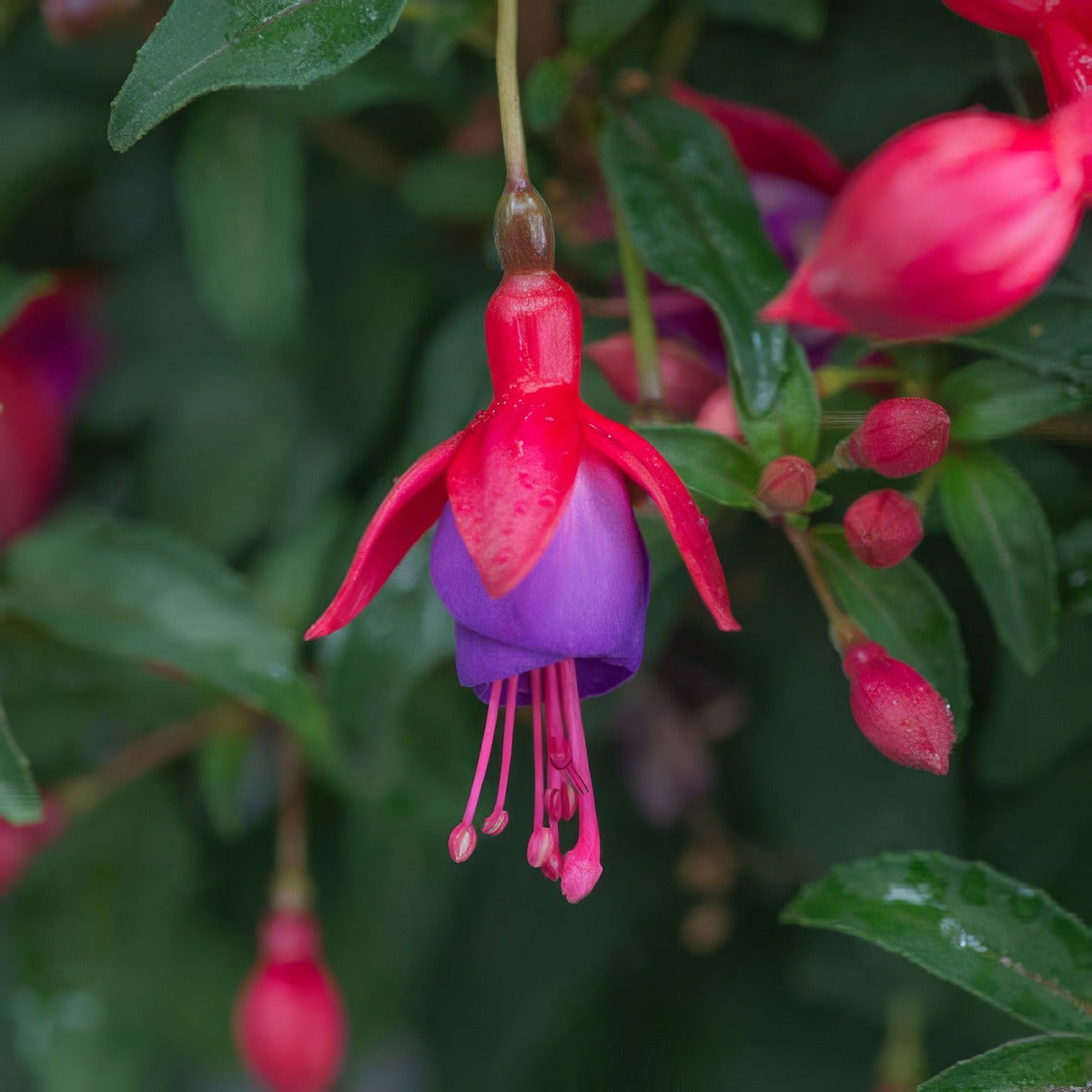 Fuchsia Red And Blue P68fucrbl - Garden Express Australia