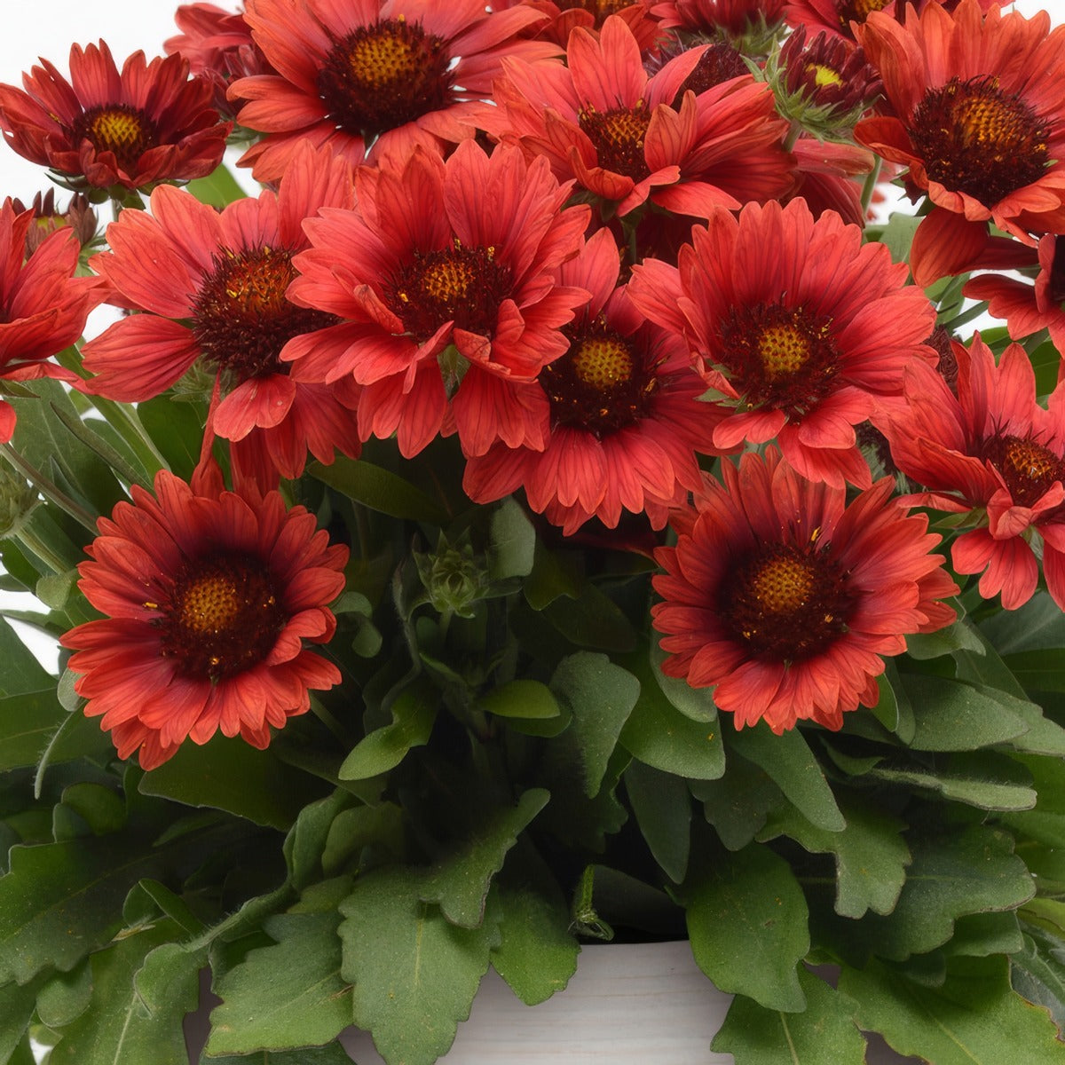 Gaillardia Mesa Red P68gaimre - Garden Express Australia