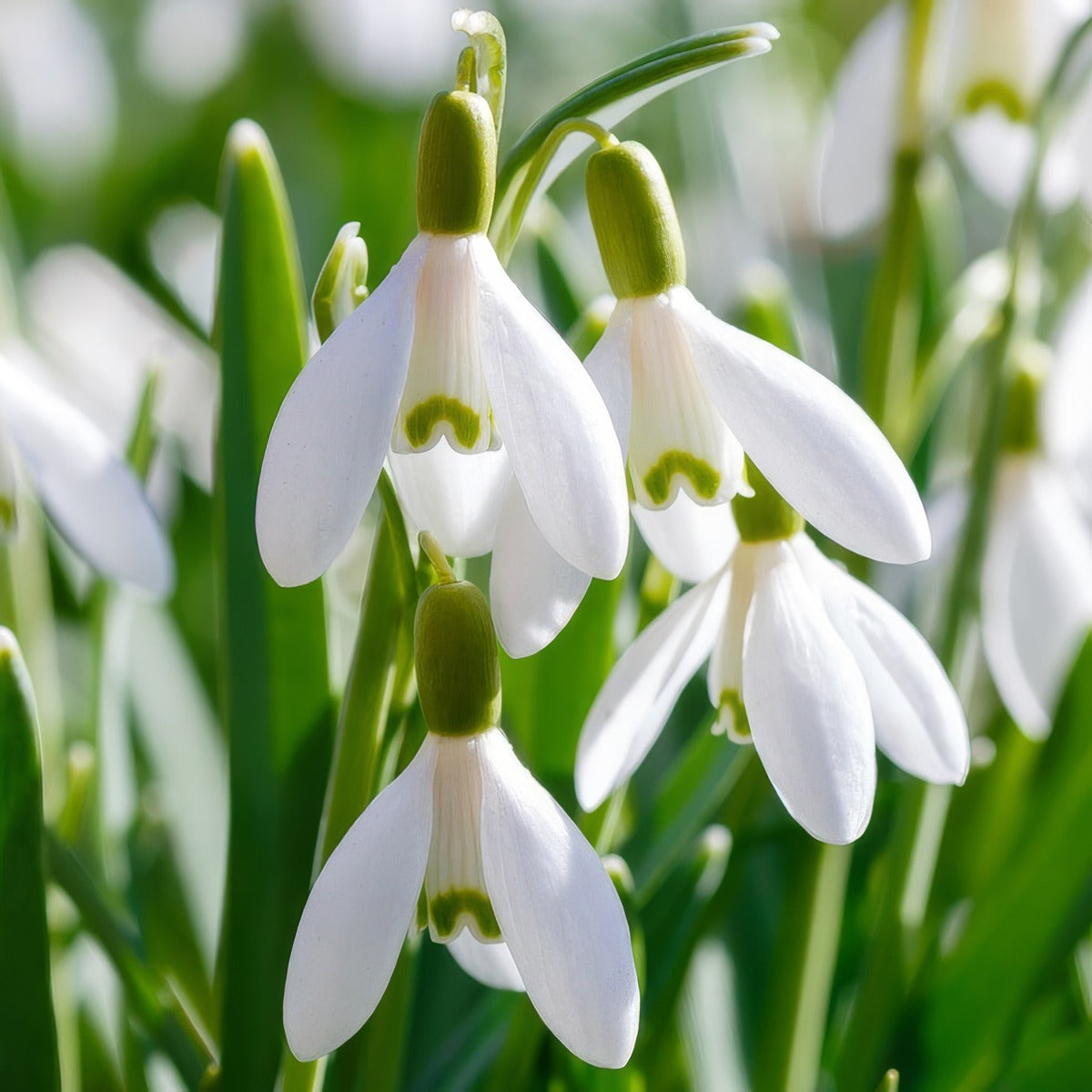 Galanthus Sylvan Vale 3 Pkgalsva 2026 - Garden Express Australia