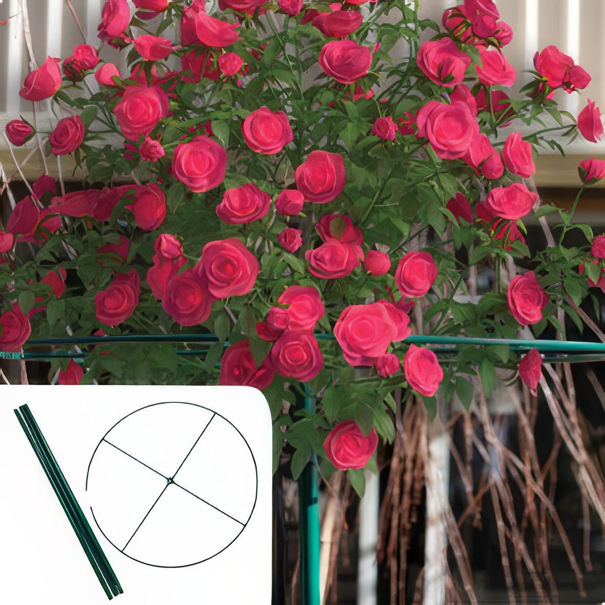 Rose Ring Accgarosrin With Croner - Garden Express Australia