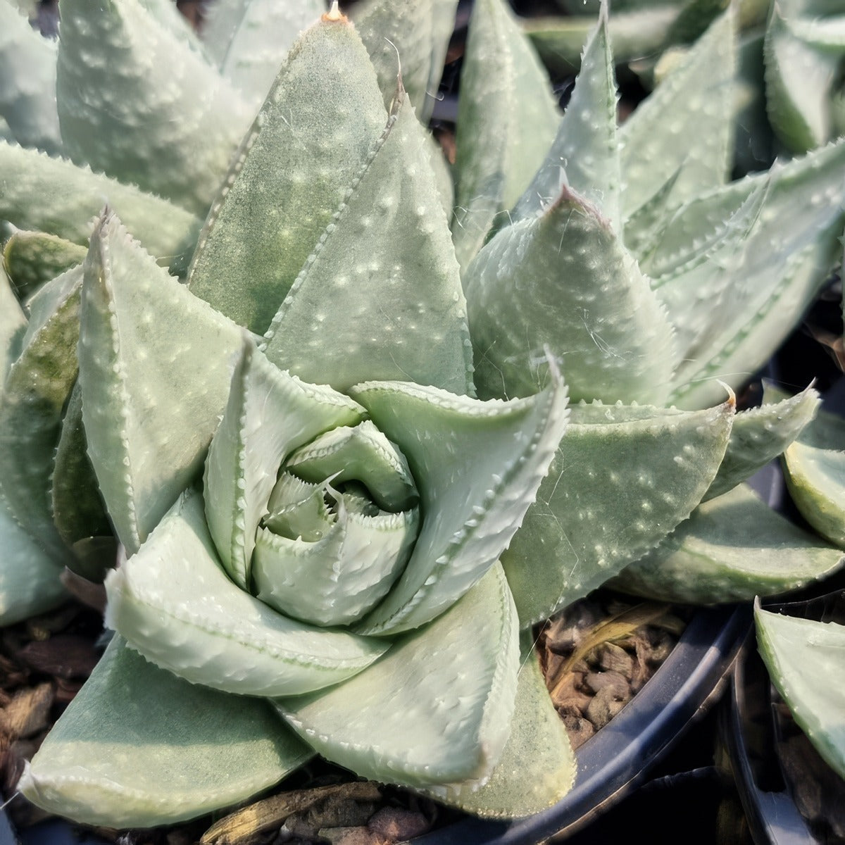 Gasteraloe Silver Swirls P10gasssw - Garden Express Australia