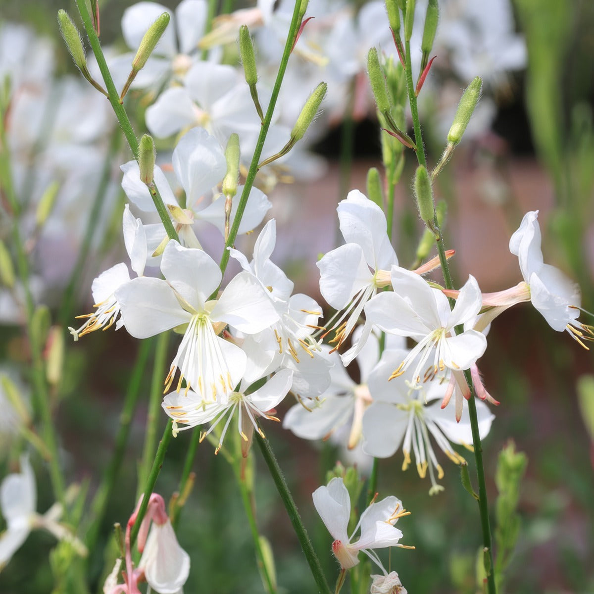 Gaura Gardis White P14gaugwh - Garden Express Australia