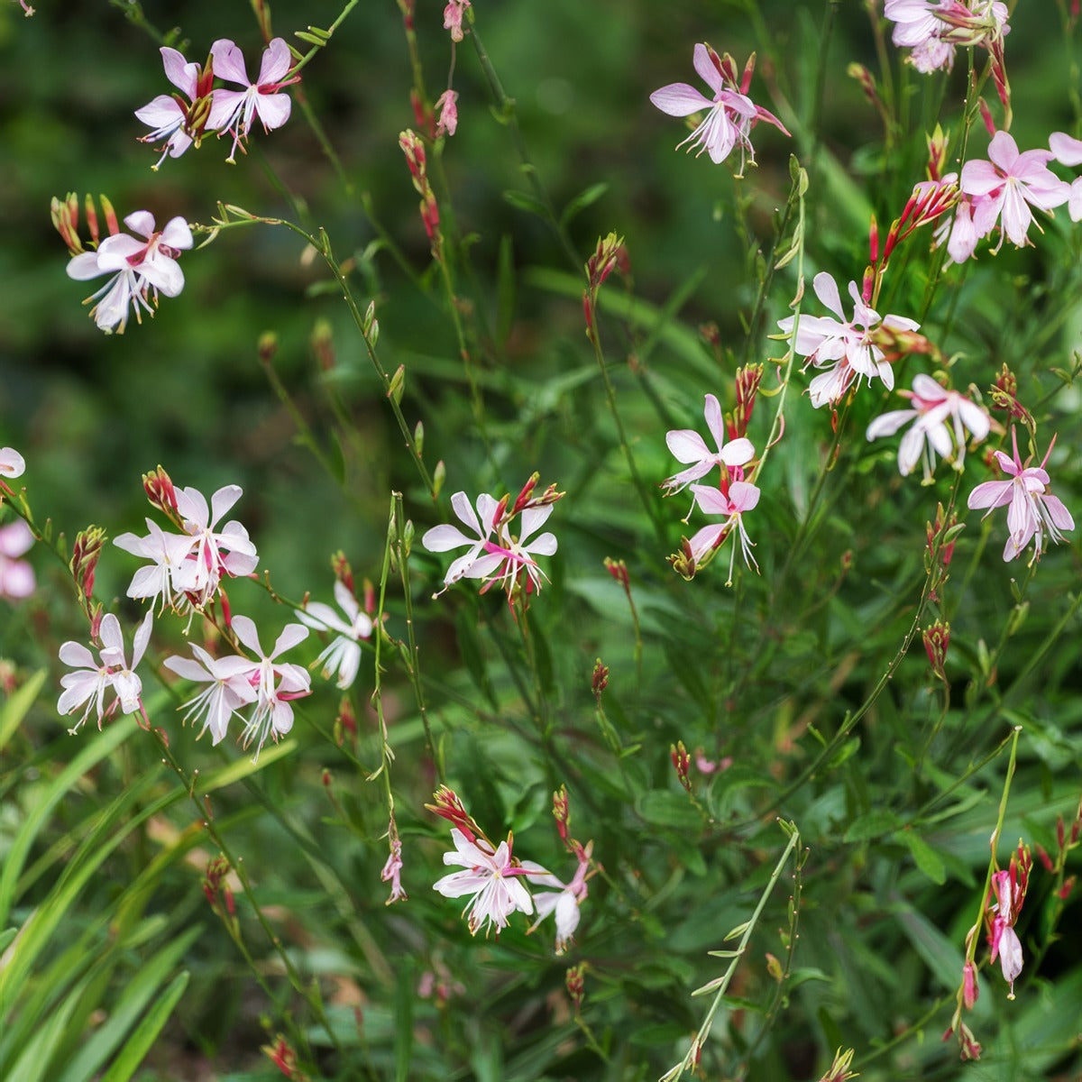 Gaura Dwarf Butterfly Bush P68gaubbd - Garden Express Australia