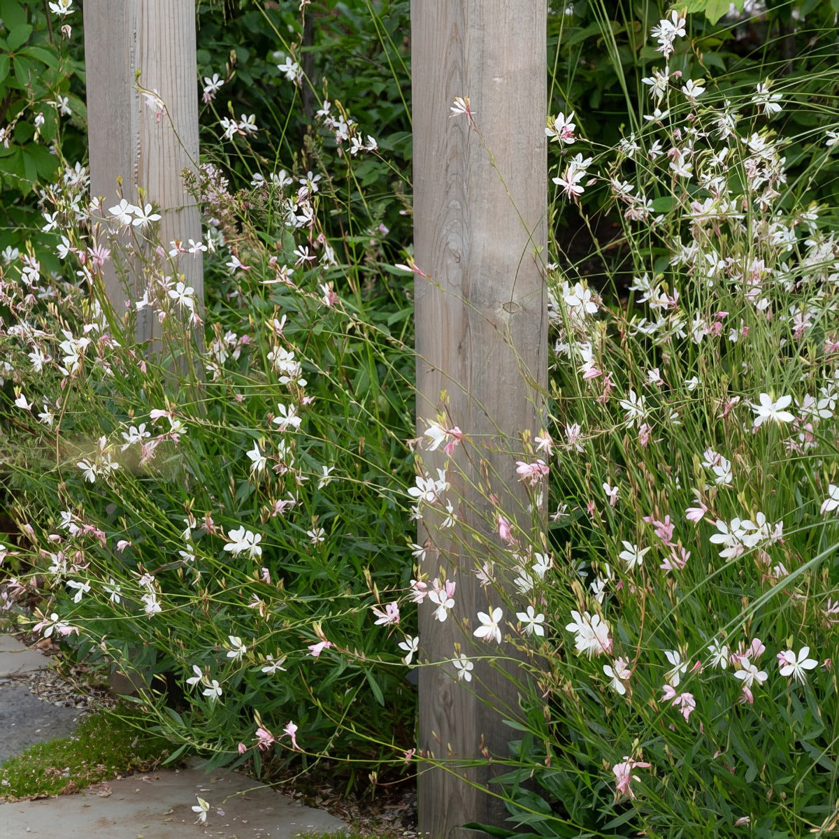 Gaura Butterfly Bush P68gaubut - Garden Express Australia