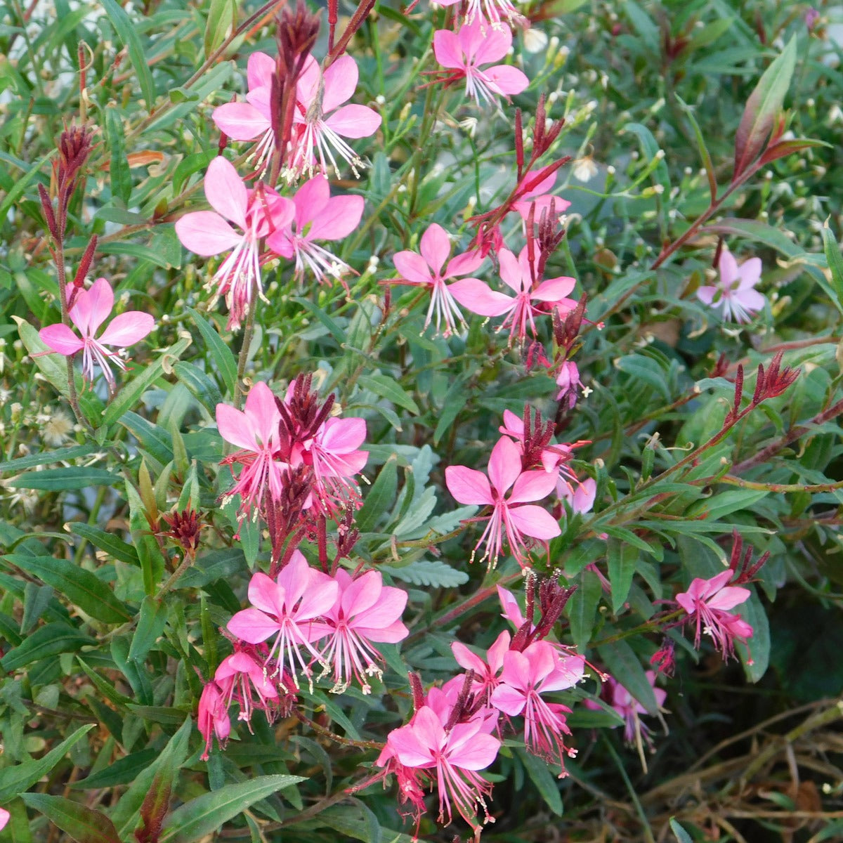 Gaura Geyser Pink P68gaugpi - Garden Express Australia