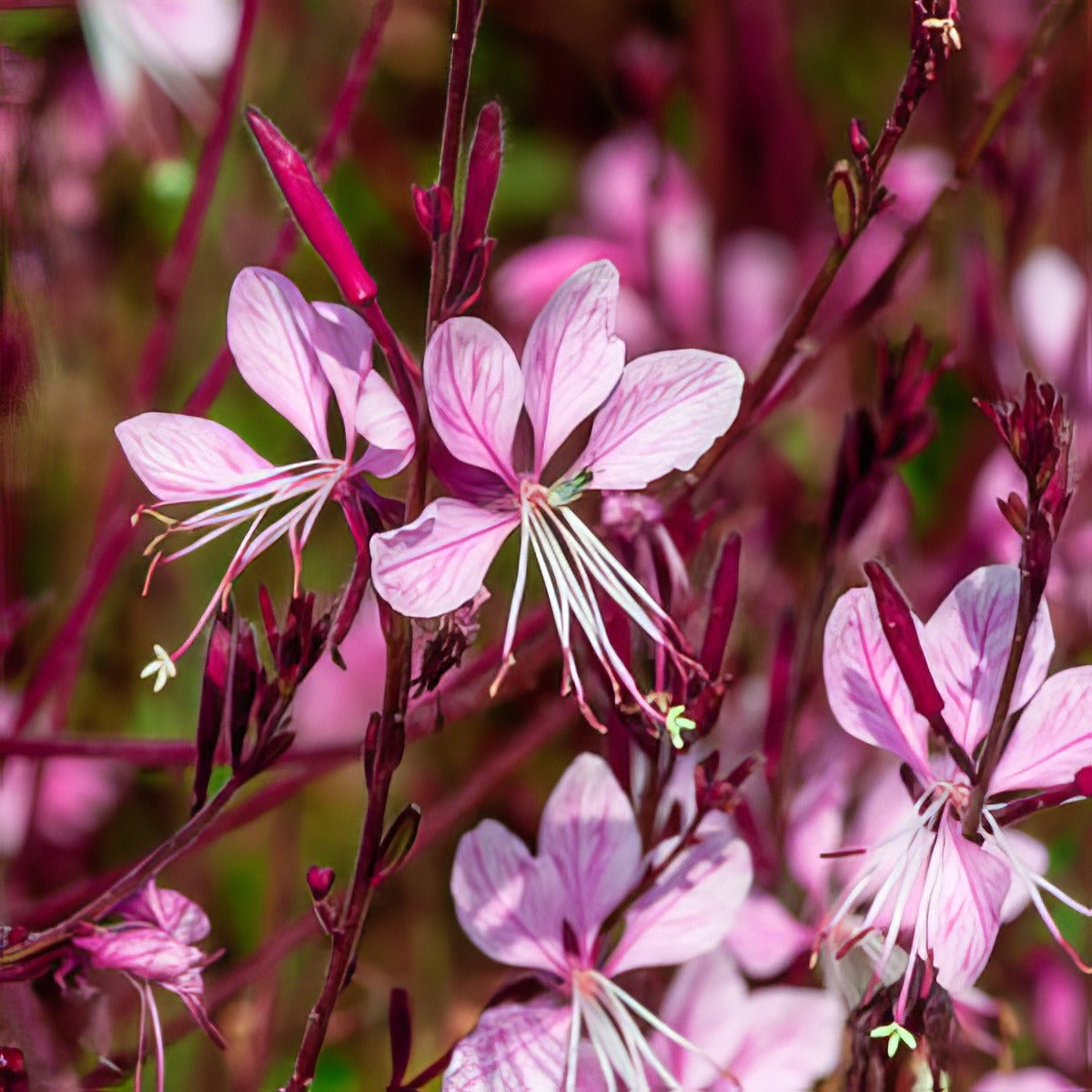 Gaura Pink 16 - Garden Express Australia