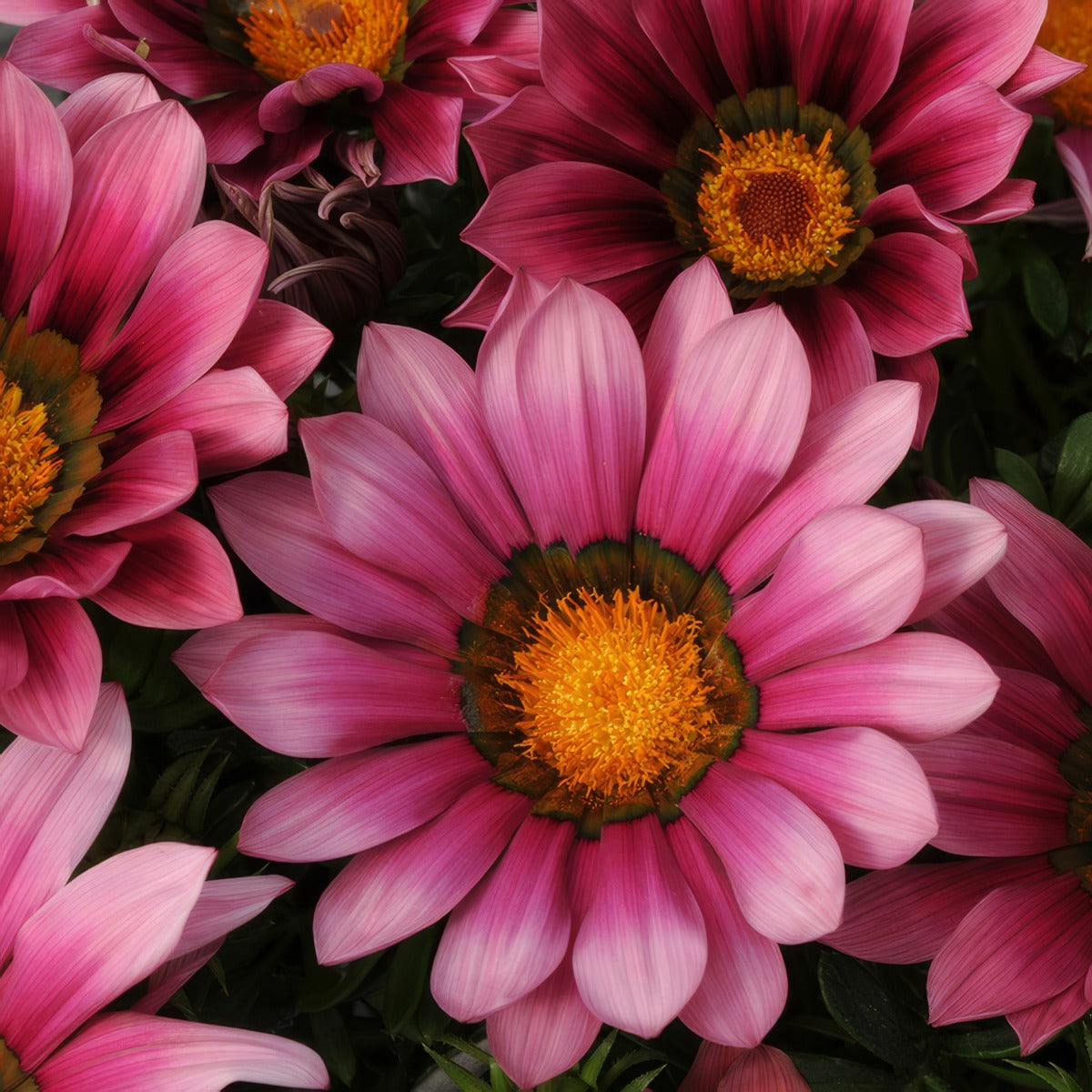 Gazania New Day Pink Shades P68gazndp - Garden Express Australia