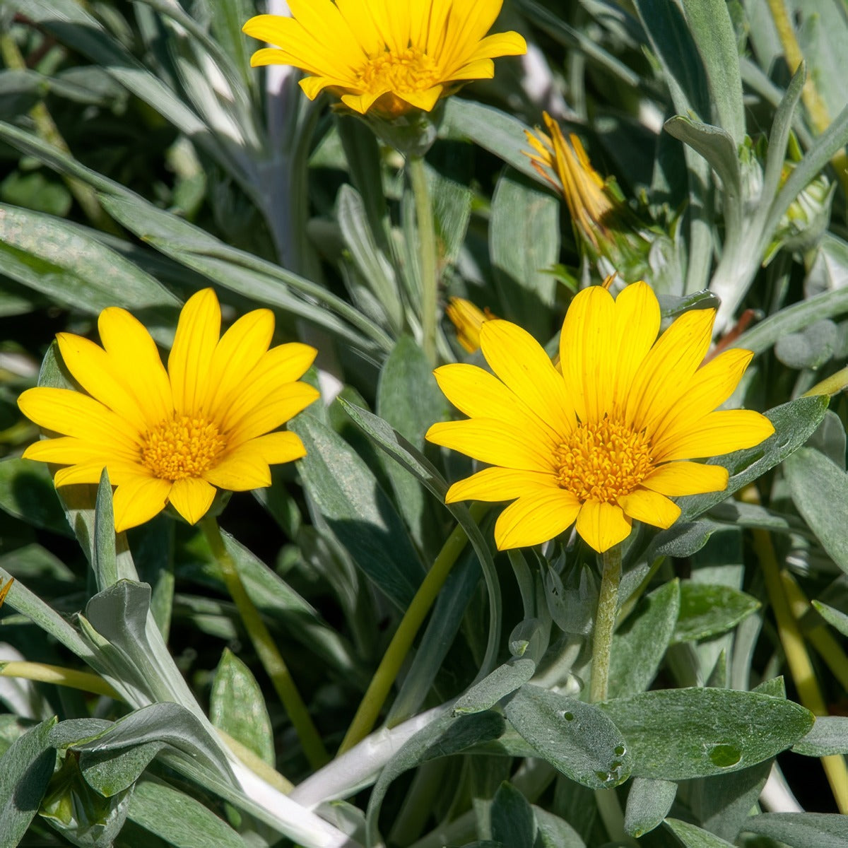 Gazania Buccaneer P68gazbuc - Garden Express Australia