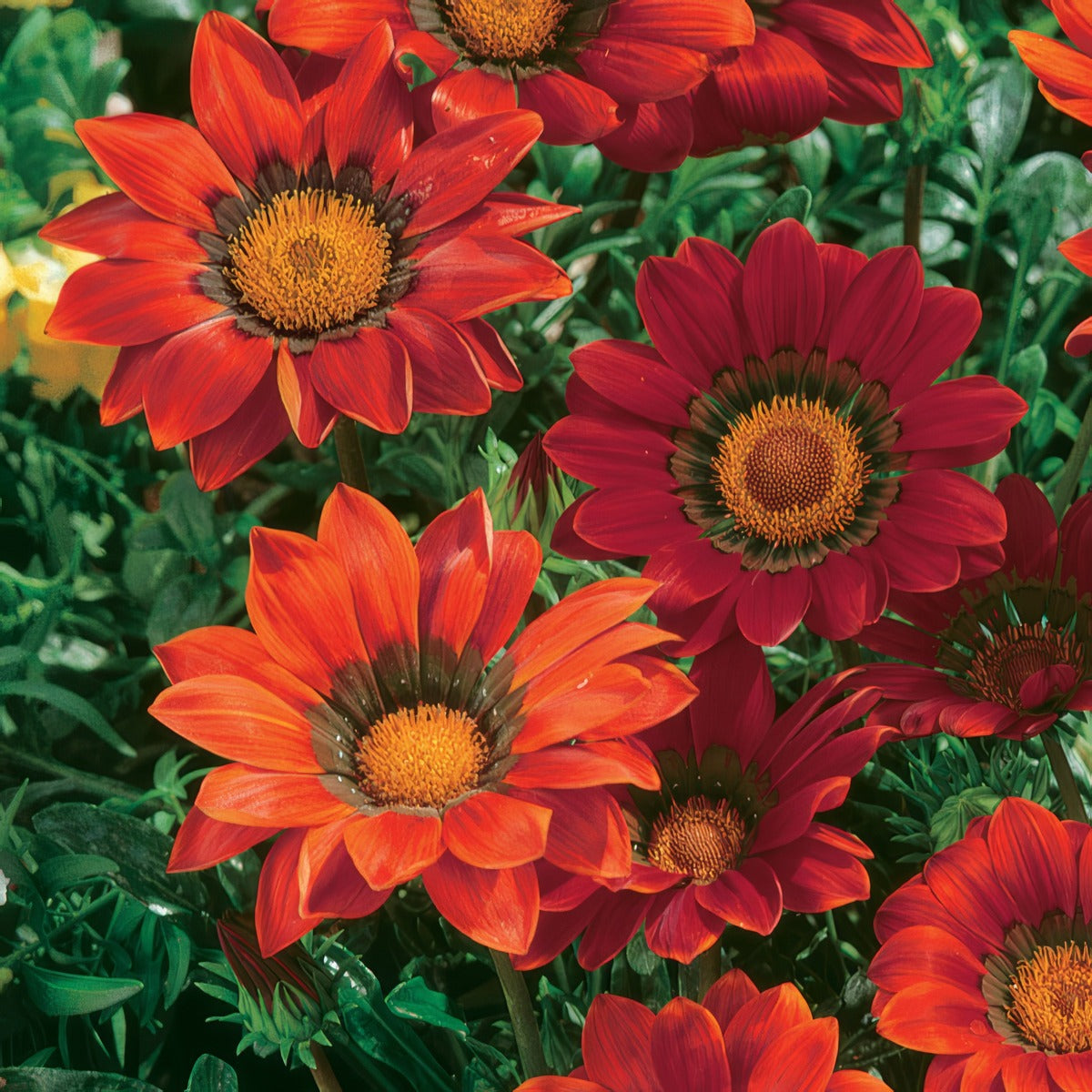 Gazania Gazoo Red P68gazgre - Garden Express Australia