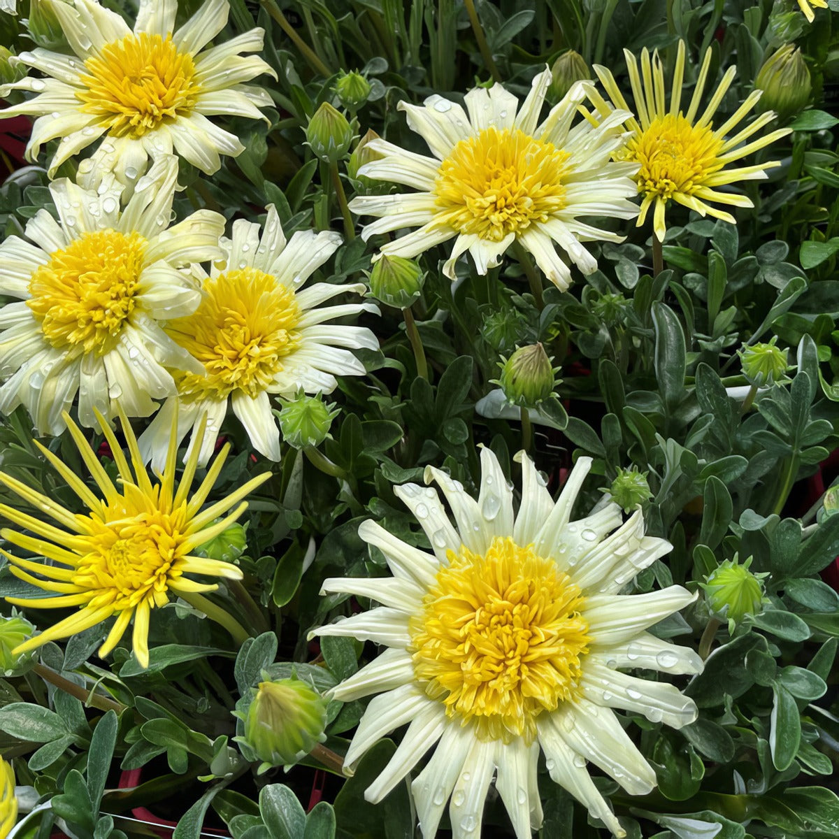 Gazania Lemon Floss 3 - Garden Express Australia