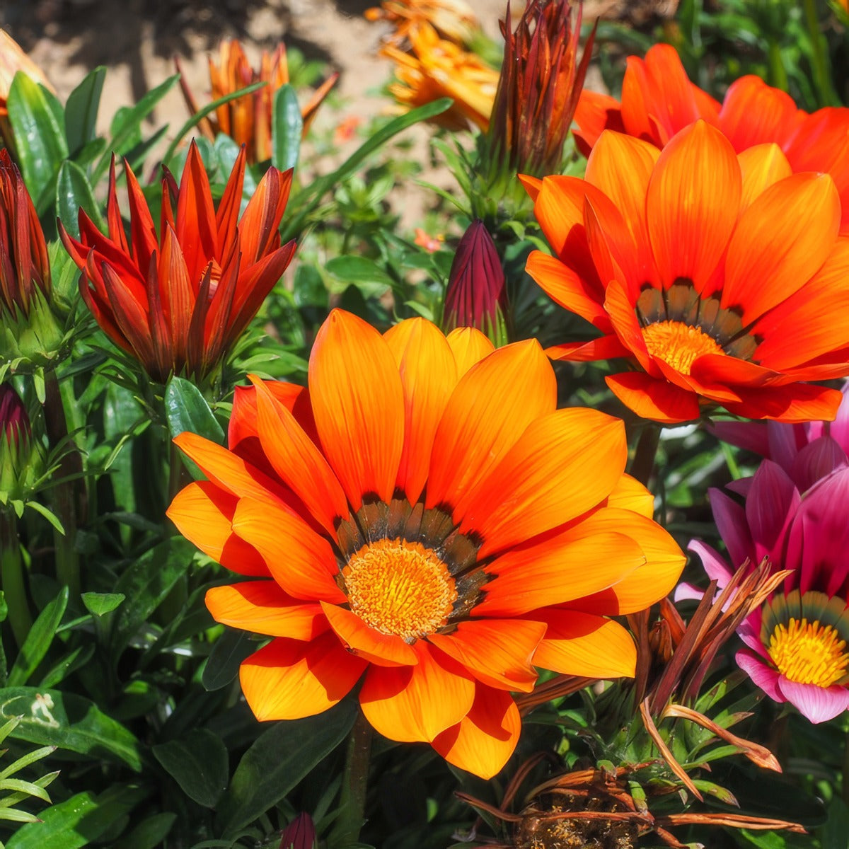 Gazania Orange P68gazora - Garden Express Australia