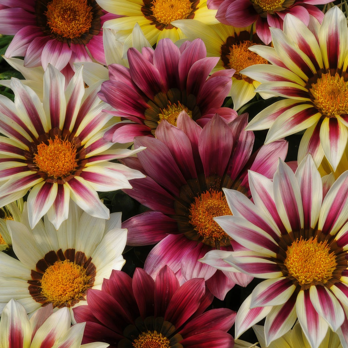 Gazania Strawberry Shortcake Mix P68gazssh - Garden Express Australia