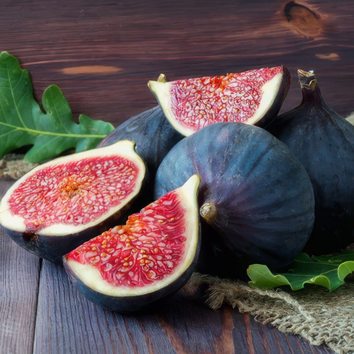Fig Black Genoa 2017 Tregenfig - Garden Express Australia