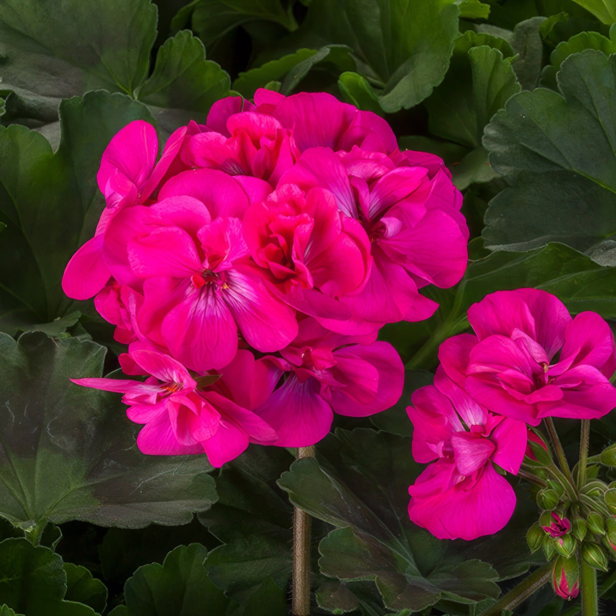 Geranium Big Pink P10gerbpi - Garden Express Australia