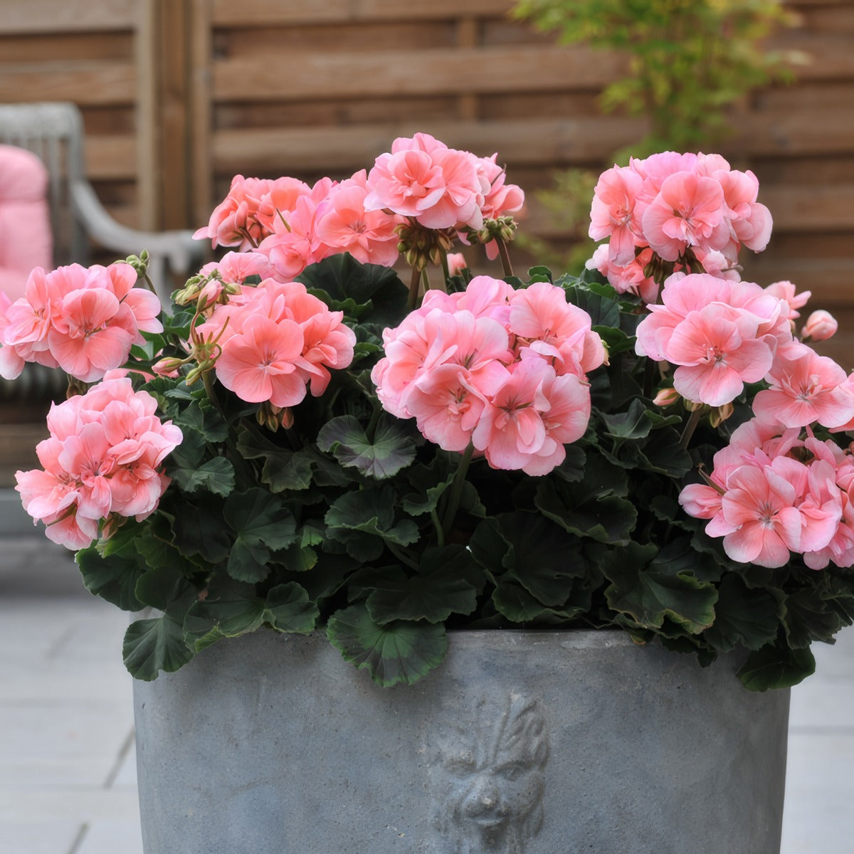 Geranium Savannah Light Salmon P14gersls - Garden Express Australia