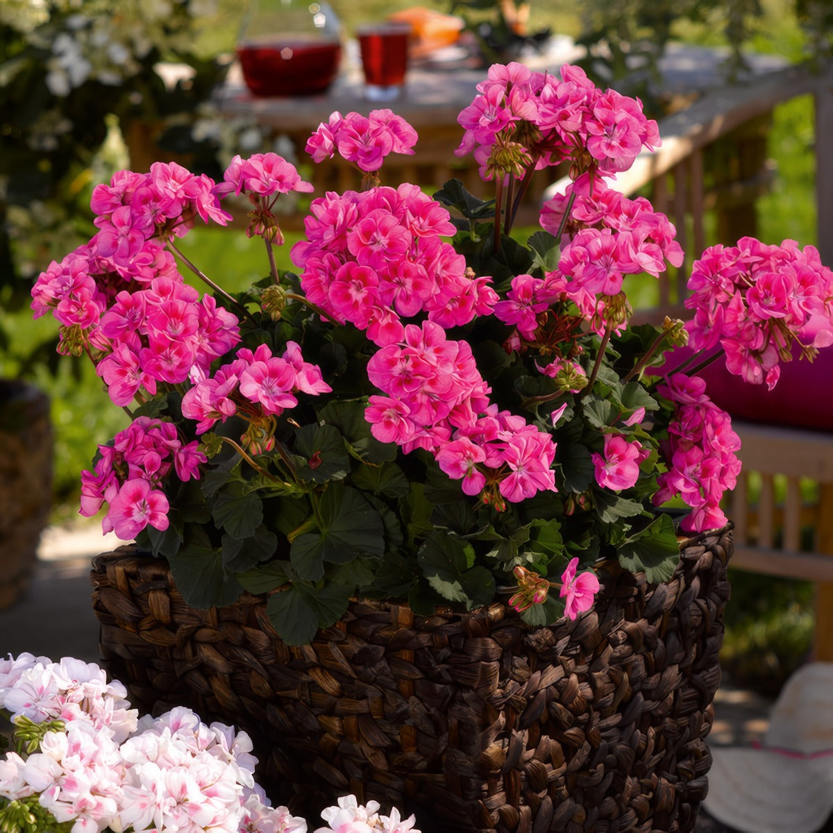 Geranium Savannah Pink P14gerspi - Garden Express Australia