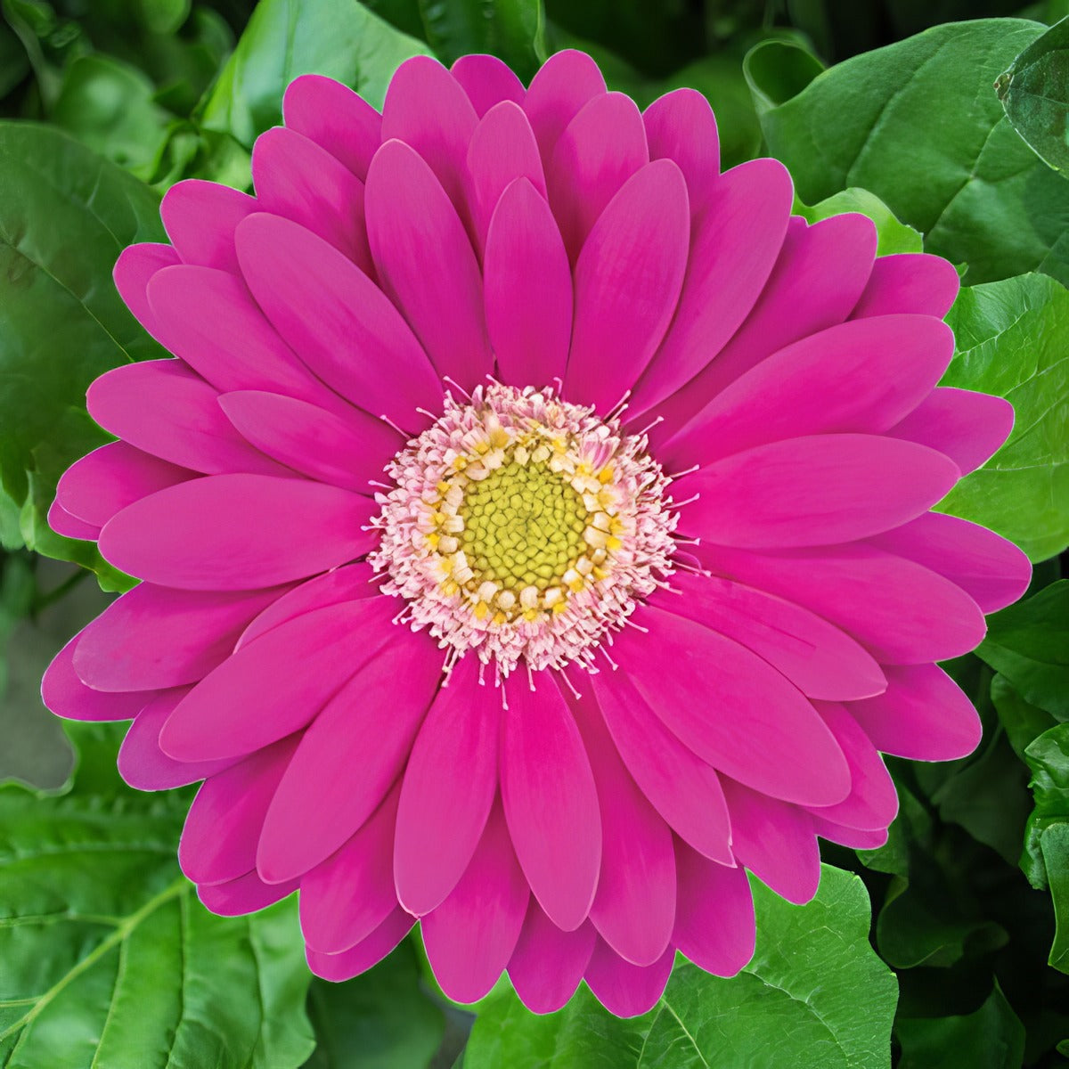 Gerbera Charly 600px - Garden Express Australia