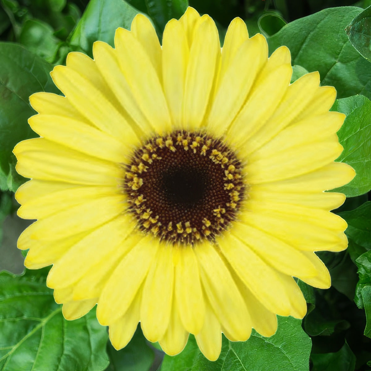 Gerbera Chloe 600px - Garden Express Australia
