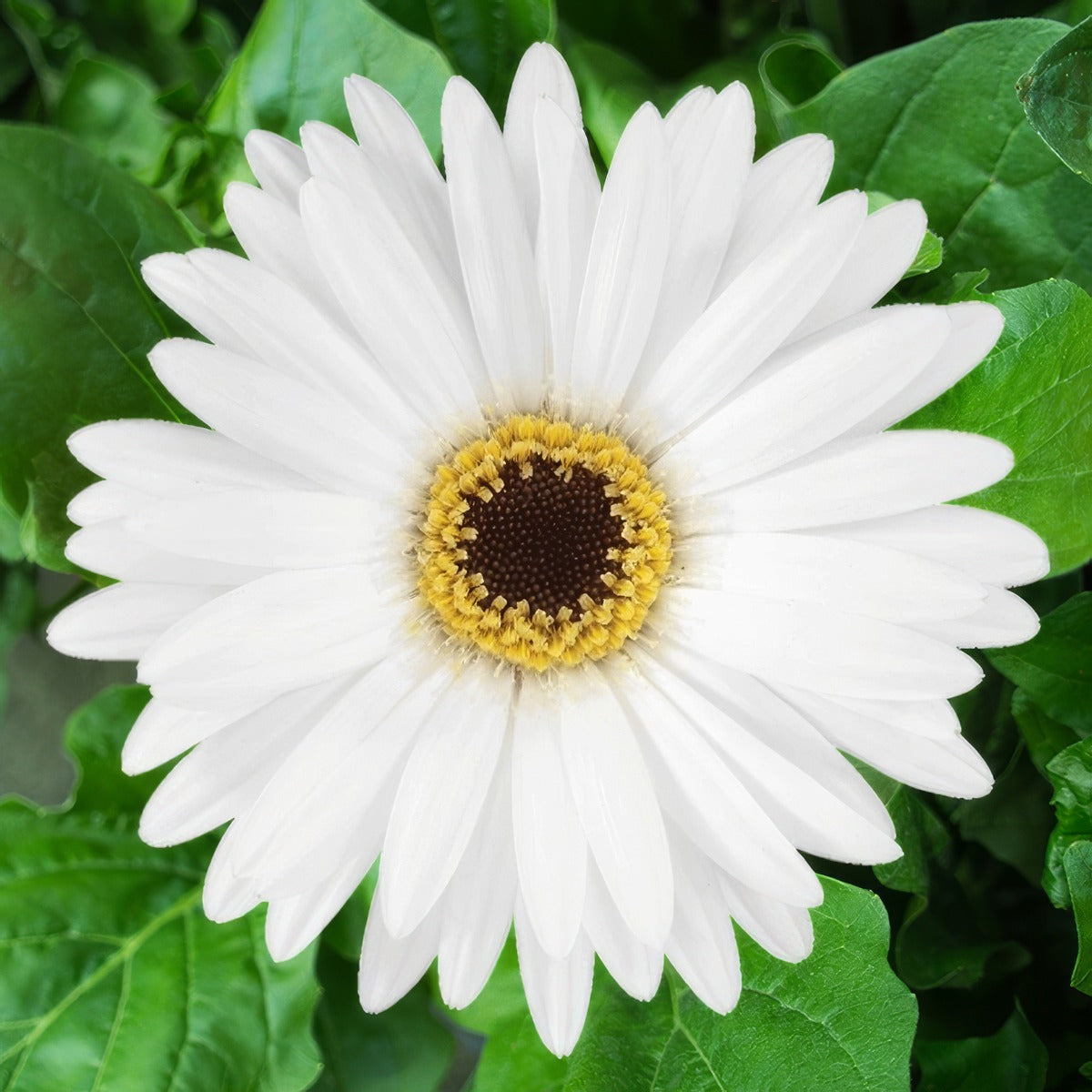 Gerbera Patty 600px Rev - Garden Express Australia