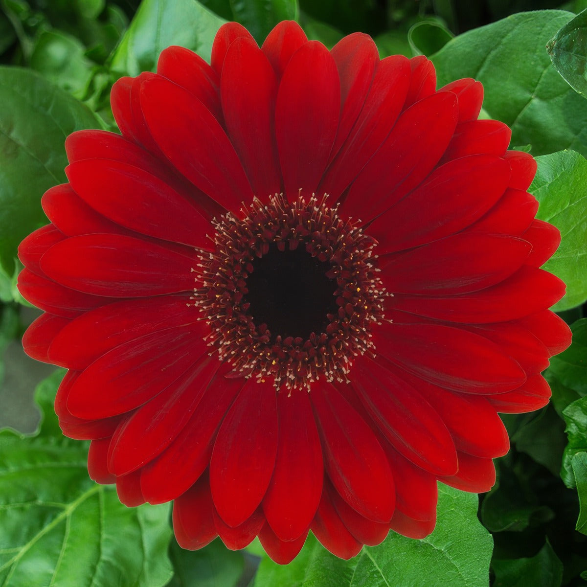 Gerbera Basta Plagerbas - Garden Express Australia