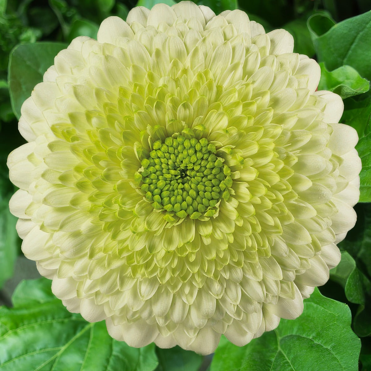 Gerbera Kermit Plagerker - Garden Express Australia