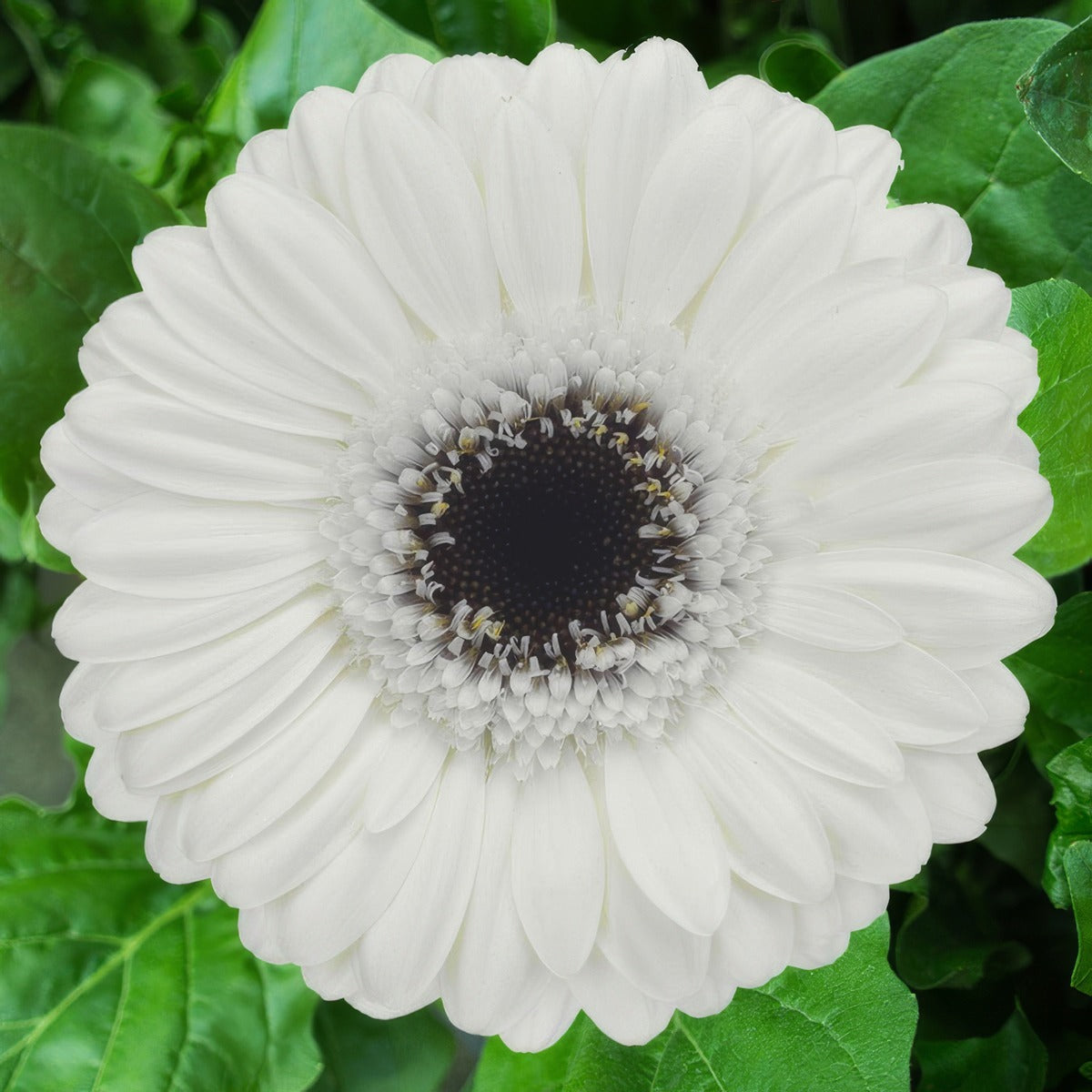 Gerbera Lido Plagerlid - Garden Express Australia