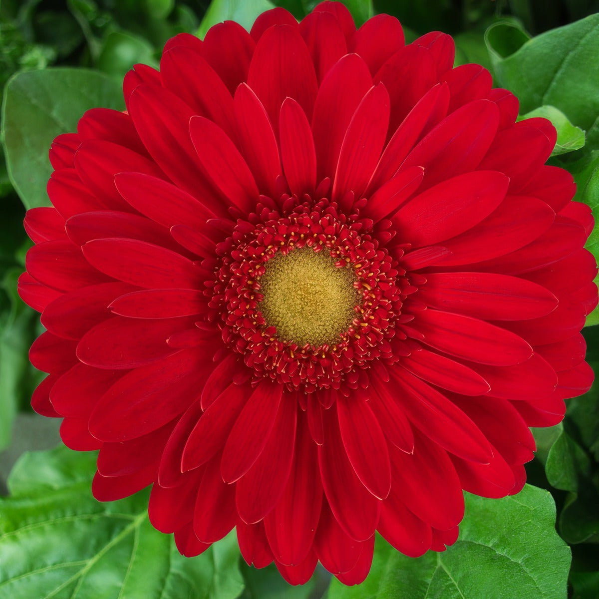 Gerbera Madelaine Plagermad - Garden Express Australia