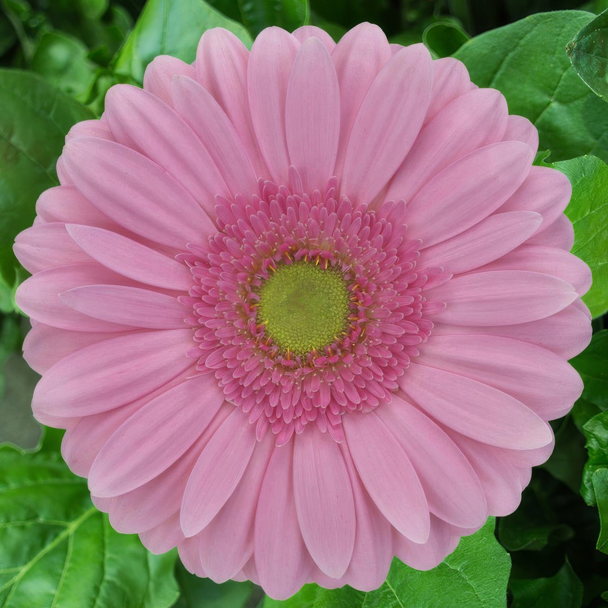 Gerbera Melrose Plagermel - Garden Express Australia