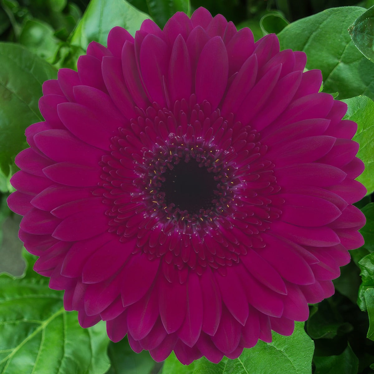Gerbera Passoa Plagerpas - Garden Express Australia