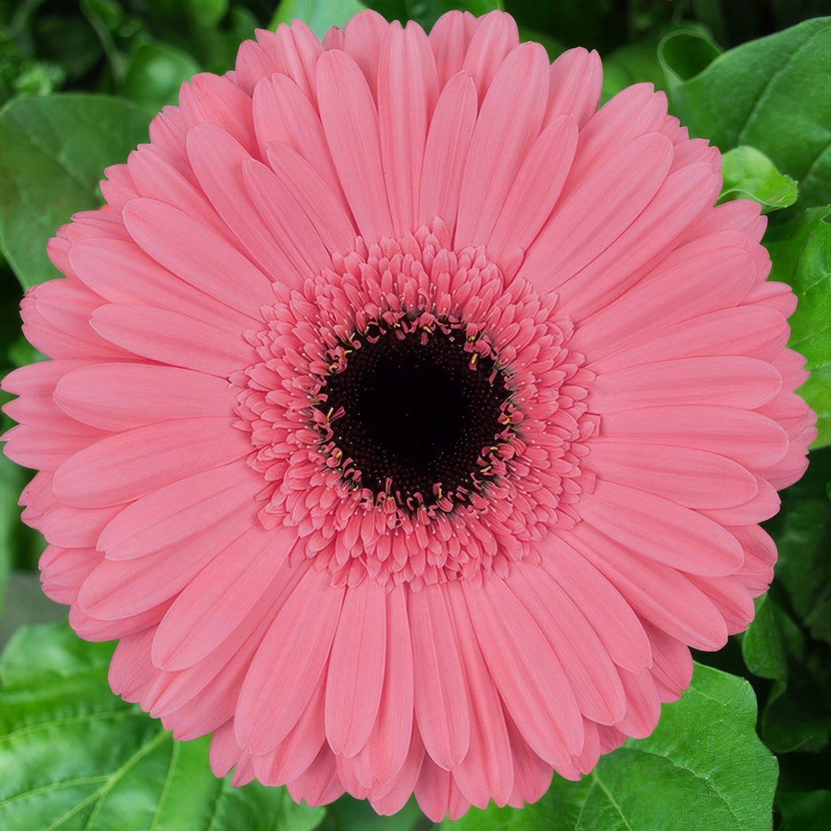 Gerbera Pre Intenzz Plagerpin - Garden Express Australia