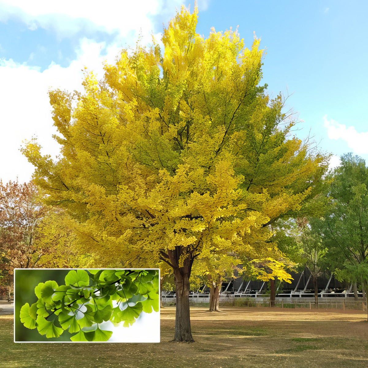 Ginkgo Maidenhair Tree P20ginmht - Garden Express Australia