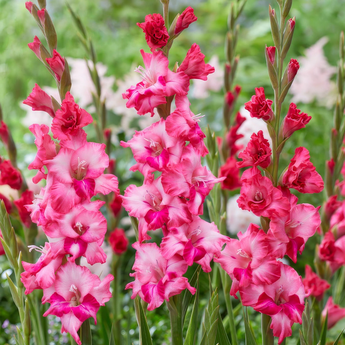 Glamini Gladioli Kelly Pkgglkel - Garden Express Australia