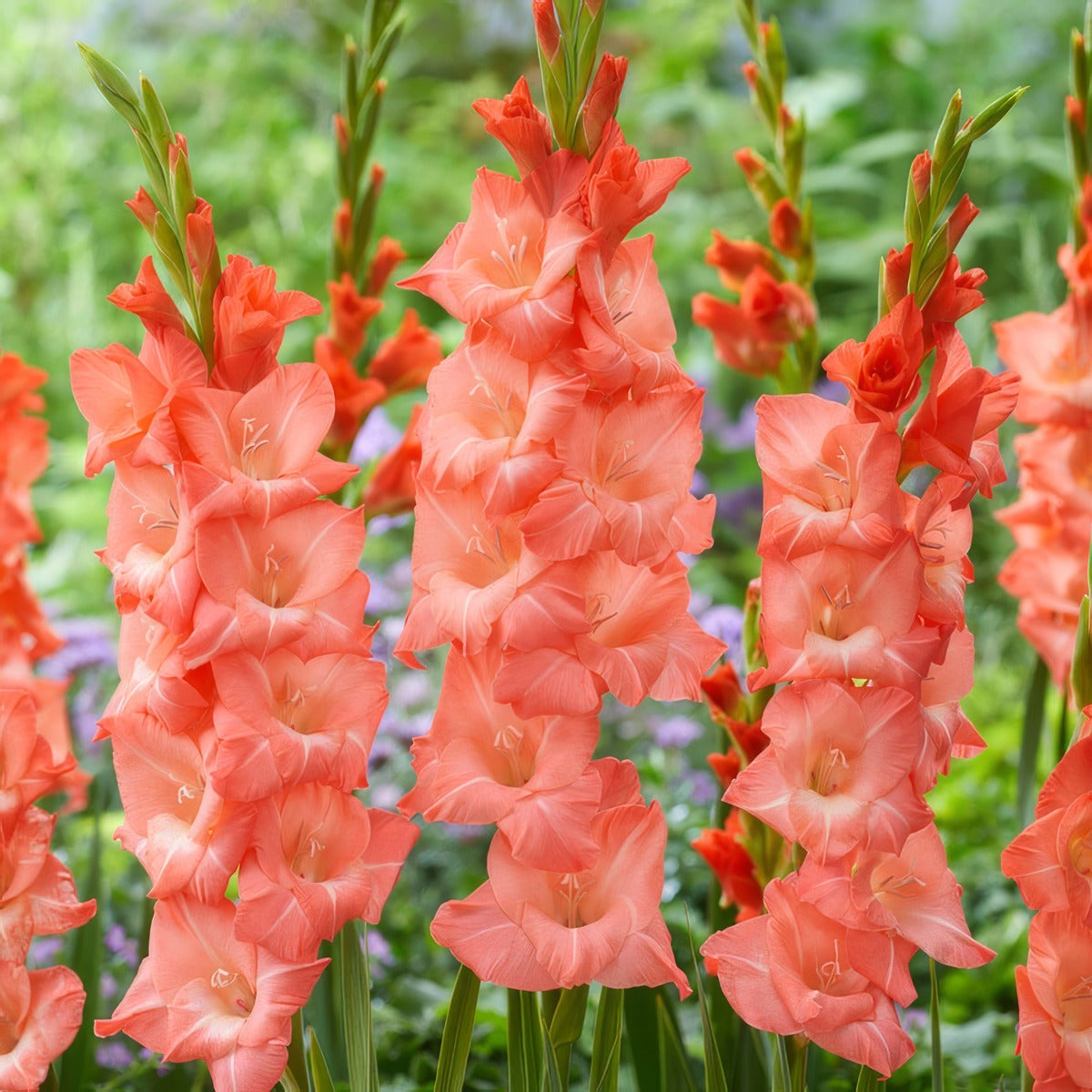 Glamini Gladioli Lia Pkggllia - Garden Express Australia