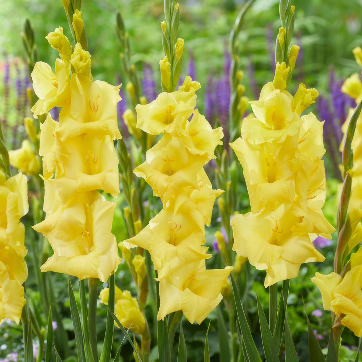 Glamini Gladioli Luna Pkggllun - Garden Express Australia