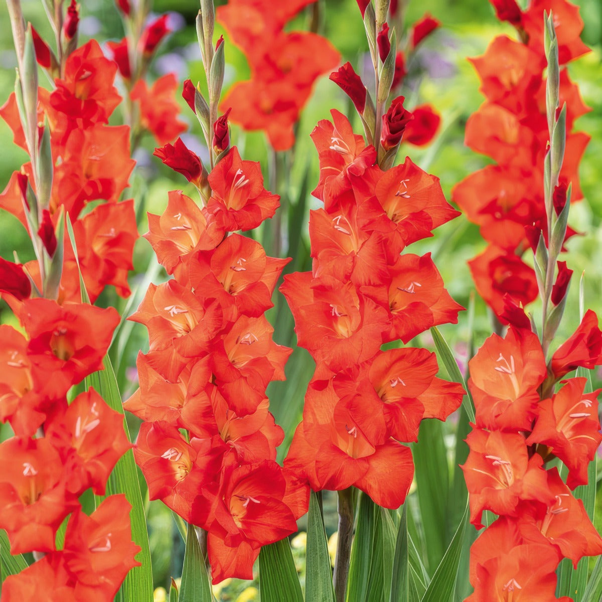 Glamini Gladioli Patty Pkgglpat - Garden Express Australia