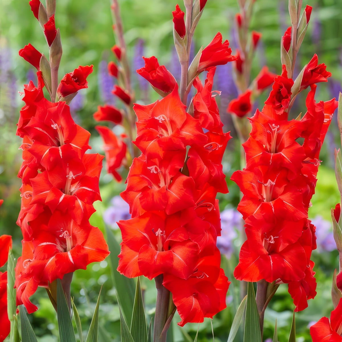 Glamini Gladioli Peter Pkgglpet - Garden Express Australia